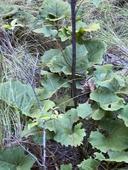 Silphium compositum