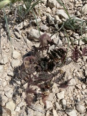 Hoffmannseggia glauca