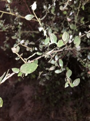 Ceanothus oliganthus