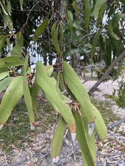 Eucalyptus globulus
