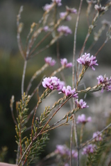 Amphithalea ericifolia erecta