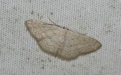 Scopula benitaria