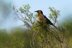 Pseudoleistes virescens