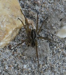 Lycosoidea