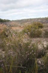 Amphithalea ericifolia erecta