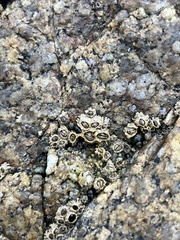 Balanomorpha