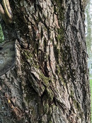 Salix babylonica
