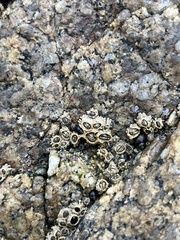 Balanomorpha