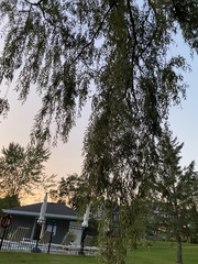 Salix babylonica