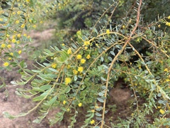 Acacia brachybotrya