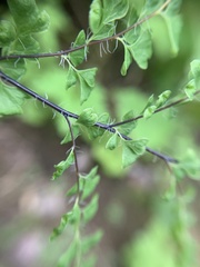 Adiantum excisum