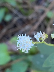 Ageratina aromatica