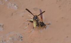 Polistes comanchus