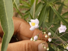 Solanum glaucophyllum