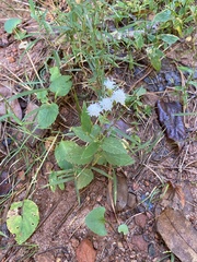 Ageratina aromatica