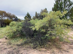 Acacia brachybotrya