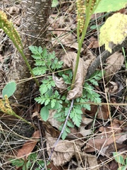 Sceptridium rugulosum