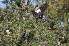 Anseranas semipalmata
