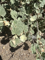 Malvella leprosa