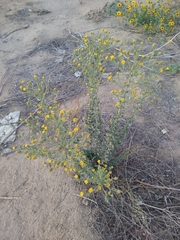 Heterotheca grandiflora