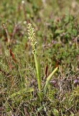Platanthera hyperborea