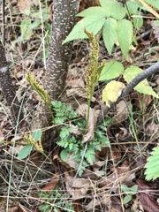 Sceptridium rugulosum