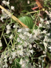 Eupatorium hyssopifolium