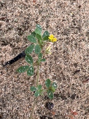 Medicago minima