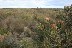 Protea burchellii