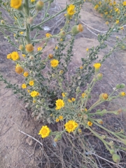 Heterotheca grandiflora