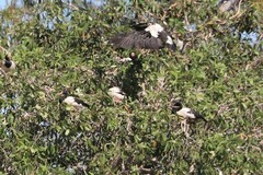 Anseranas semipalmata