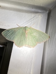 Nemoria lixaria