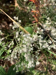 Eupatorium hyssopifolium