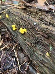 Dacrymyces chrysospermus