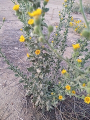 Heterotheca grandiflora