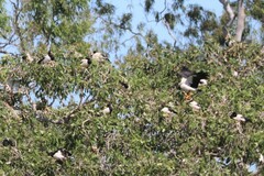 Anseranas semipalmata