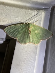 Nemoria lixaria