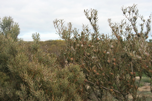 Image of Leucadendron cinereum by (c) Jacques van der Merwe, some rights reserved (CC BY-SA)