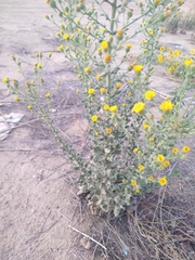 Heterotheca grandiflora