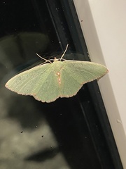 Nemoria lixaria