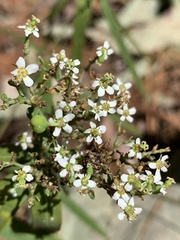 Euphorbia pubentissima