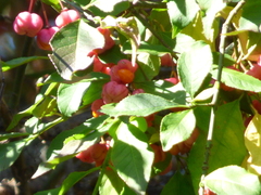 Euonymus europaeus