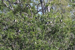 Anseranas semipalmata