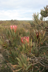 Protea burchellii