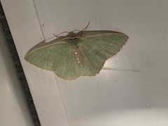 Nemoria lixaria