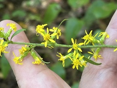 Solidago erecta