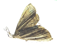 Macrochilo orciferalis
