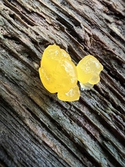 Dacrymyces chrysospermus