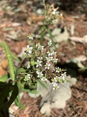 Euphorbia pubentissima