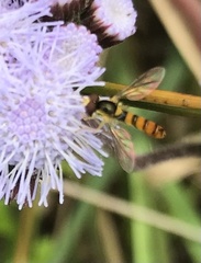 Sphaerophoria macrogaster